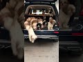 Cute Puppies Pile Out of Car!!