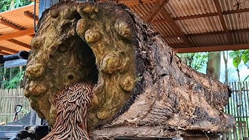 A dangerous attack by an old teak log that was surprising when it was being sawed at the sawmill