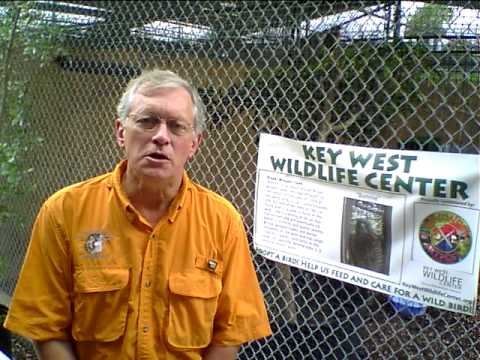 Ed Clark Wildlife Center of Virginia - KW Wildlife Center - Gulf Oil Spill - part 2