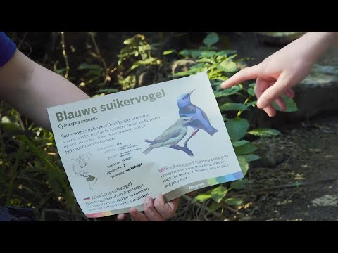 Video: Hoeveel Vogels Leven?