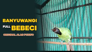 Bebeci Cucak Ijo Banyuwangi || Masteran Dan Pancingan Cucak Ijo || Full Bebeci