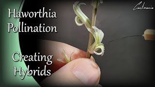 How to Pollinate Haworthia Flowers | Haworthia Pollination Technique | Haworthia Hybrids