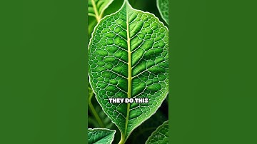 ELI5: How do plants purify air?