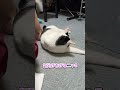 いい匂いするニャ 今日のマリちゃん 2024.07.14 #猫 #愛猫 #飼い猫 #ミックス #家猫0714