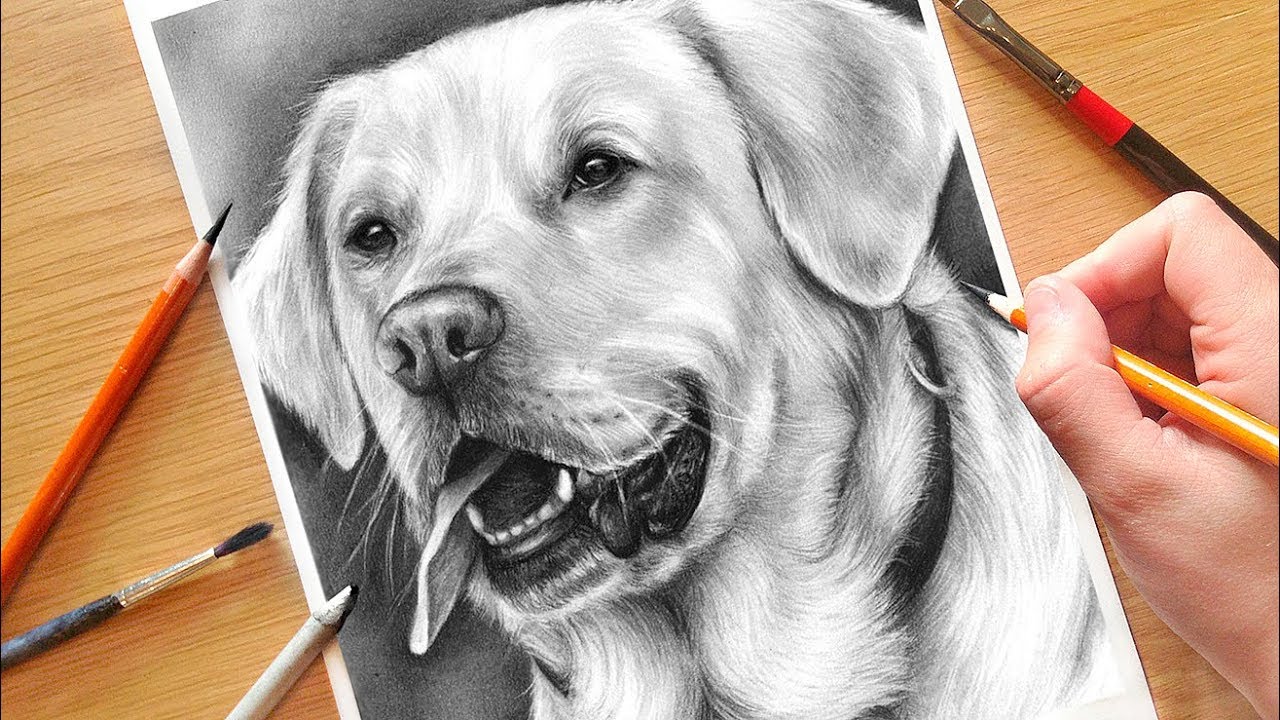 CUSTOM SKETCHES / PEN AND INK/ PET PORTRAITS / DOGS by Shaina Kay Stinard -  Artist. Making your photos a w… | Dog paintings, Dog sketch, Pencil drawings  of animals