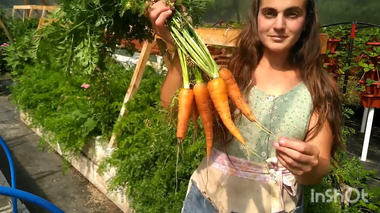 Carrot harvest in the greenhouse raised bed-direct sowed 2 months ago zone 5b