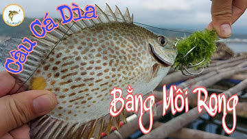 Câu Cá Dìa Bằng Mồi Rong Và Cơm Bóp Với Ruốc