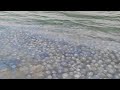 Азовское море вновь заполонили медузы: море превратилось в желе #Russia #SeaofAzov #jellyfish