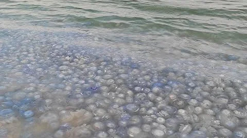 Азовское море вновь заполонили медузы: море превратилось в желе #Russia #SeaofAzov #jellyfish