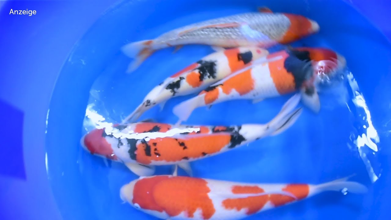 Modern Koi Blog #3211 - Koi Outlet am 14 und 15. Juni 2019 - YouTube