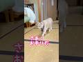 【猫和尚せっかく早く来たのに肩透かし】#猫 #猫動画 #cat #cute
