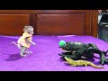 Bravo And Intelligent! Zuji Standing Negotiate To Frog And Crocodile Toy While Moly Sadness & Scare