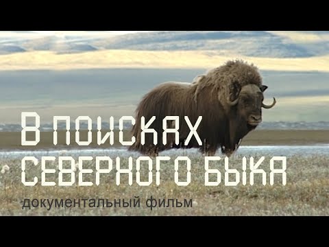 Сибирь. Таймыр. Животные тундры. Овцебыки. Якутия. Nature of Russia.
