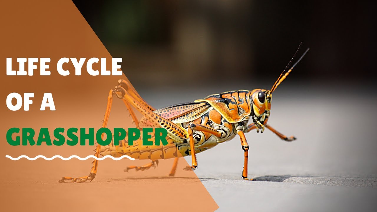 Life Cycle Of A Grasshopper For Kids Animation| Science For Elementary School Students