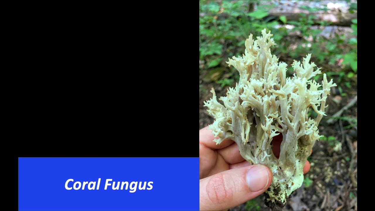 What's That Fungus? - Coral Fungus