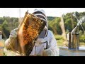 Beekeeping in the mountain west online program from csu extension