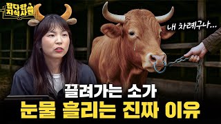 Download Lagu 아프리카 보츠와나에서 소 엉덩이에 눈알 그린 사연은? / 소가 되새김질에 진심인 이유 🐄 MP3