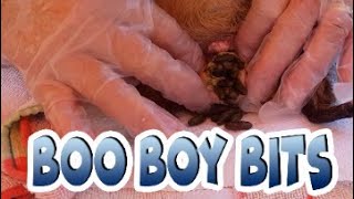 Guinea pig male boar boy clean - blocked glands and why you don't take everything out by Cavy Central Guinea Pig Rescue with Lyn 17,133 views 1 year ago 14 minutes, 57 seconds
