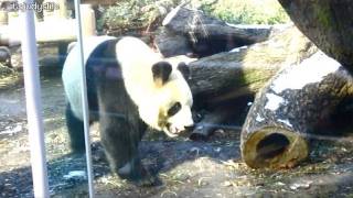 Tokyo ZOO  - January 27, 2012 - itsJudysLife