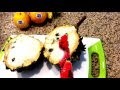 Exotic fruits  biriba rollinia  how to eat pt 1 of 2