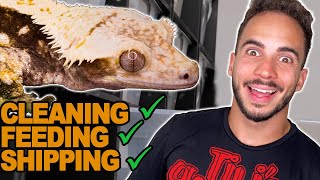 A Day in The Life of a Gecko Breeder.