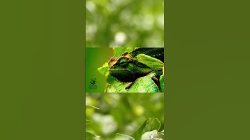 Meet the chameleon: THE MASTER IN DISGUISE