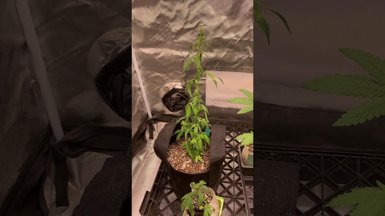 Wild Russian Ruderalis landrace Cannabis project