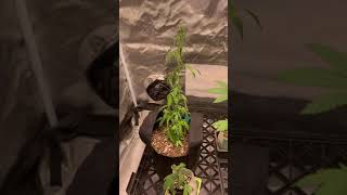Wild Russian Ruderalis landrace Cannabis project