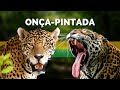 A MAJESTADE ONÇA-PINTADA - O MAIOR FELINO DAS AMÉRICAS!