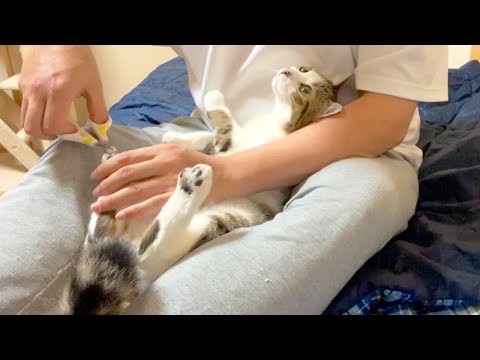 爪切りがイヤな猫。こんなポジションで落ち着きました。