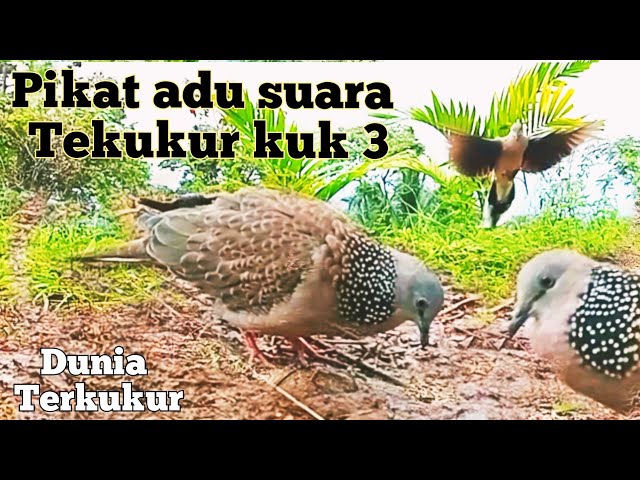 Adu Mental Suara Tekukur kuk 3 Dengan Suara Tekukur Pikat,. class=