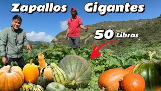 Cultiva ZAPALLOS GIGANTES en medio de la Montañas