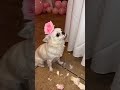 Funny Chihuahua Bites the Quinceañera Cake 2 Hours Before the Party 😭 #shorts