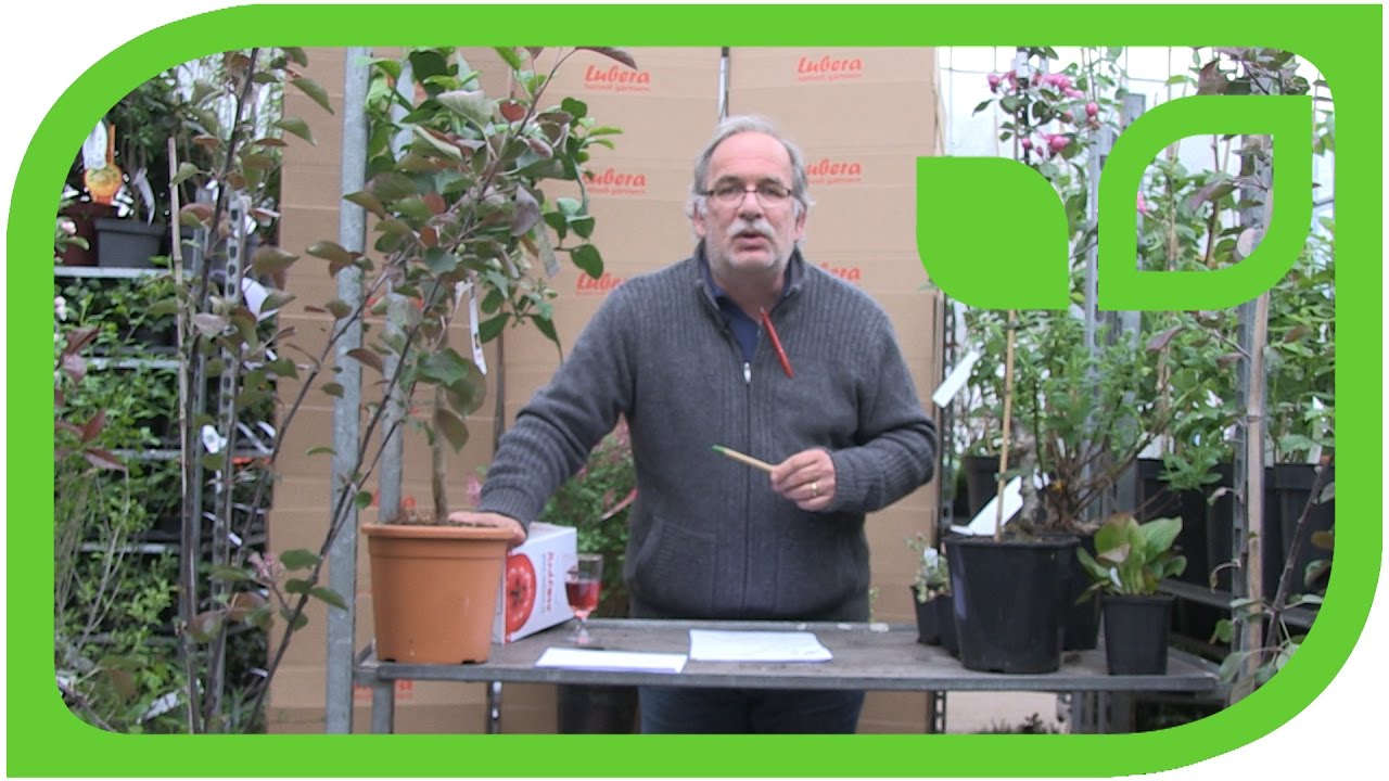 Zitruspflanzen überwintern Zitruspflanzen überwintern