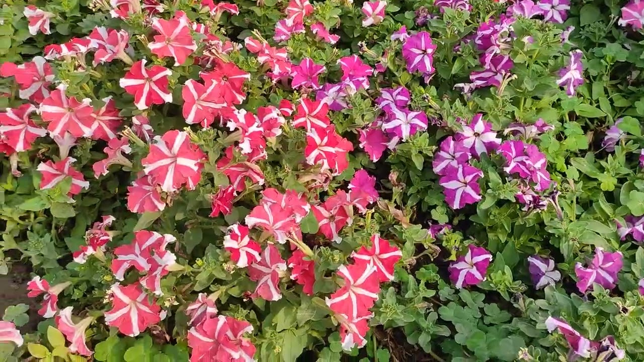 Beautiful flowers🌸🌺🌻🌹🌷🌼💐