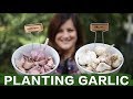 Planting Garlic // Garden Answer