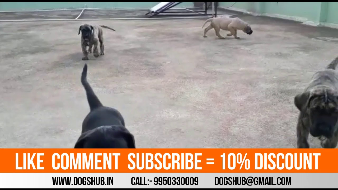 Show Quality Great Dane Any Time Available in Rajasthan sheppard software