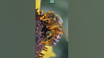 Kenapa Lebah Ratu Bisa Hidup Lebih Lama dari Lebah Lainnya? #ratulebah #bee #lebah#lebahmadu#animals