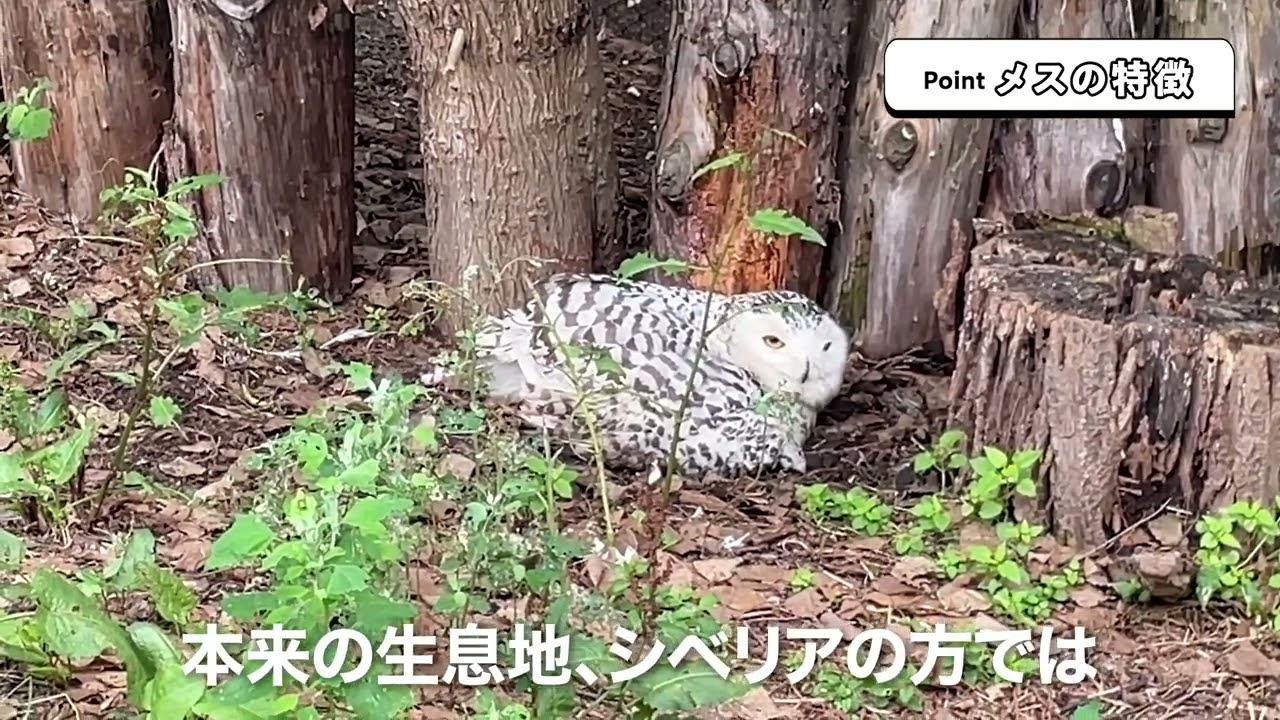 FELISSIMO / 旭山動物園】GO!PEACE!限定 旭山動物園ワンポイントガイド