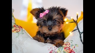 Чудесная нежная девочка Йорк / Купить щенка йоркширского терьера / Щенок йорка Чудесная нежная девочка Йорк / Купить щенка йоркширского терьера / Щенок йорка