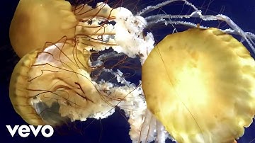 bendigai - Tesseract