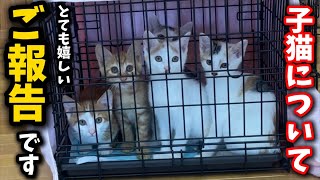 【まま猫(ΦωΦ)】注意→プロスペクターのみ1台です‼️ A miracle happened to kittens who attended an adoption event