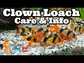 Clown loach care  information