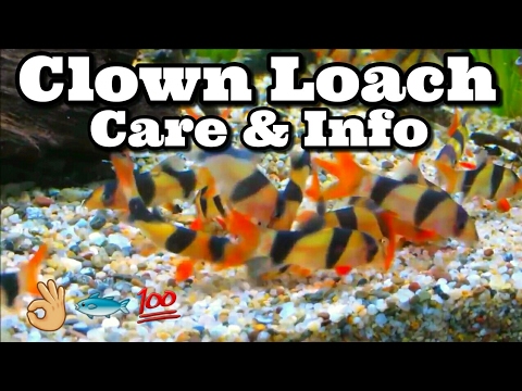 Clown Loach Care & Information