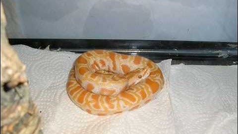 Albino Burm eating Mice and Rats