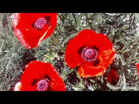 Цветёт мак. Blossoms
