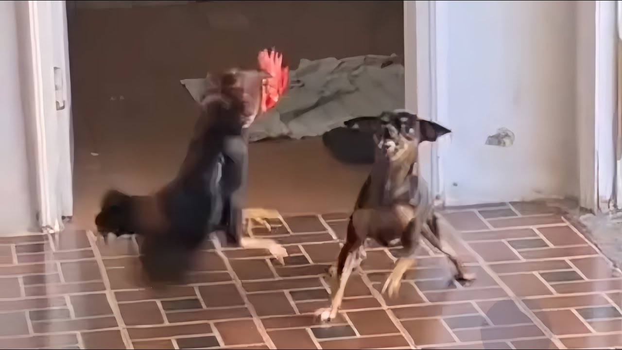 UNUSUAL MEMES COMPILATION V8