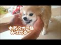 コタ激怒!あいつのくるーんはしたないねん (近況報告④)