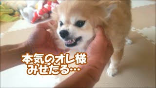 すぐキレるポメラニアン お父さんのくるーんにコタ激怒!【特別編④】