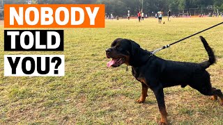 Things Nobody Tells you about Owning a Rottweiler